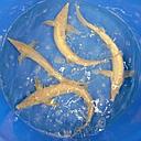 acipenser ruthenus - sturgeon sterlet albino 30-35cm
