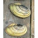 anodonta cygnea - zwanemossel/moule d'eau douce 8-9cm