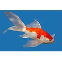 carassius auratus - goldfish shubunkin 10-12cm