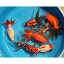 carassius auratus - oranda mix 11-13cm