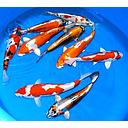cyprinus carpio - koi 14-15cm