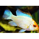 mikrogeophagus ramirezi gold blue 3cm