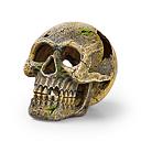 eden skull 15×10.3×11.3cm