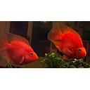 cichlasoma red parrot 7.5cm