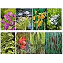 borderplant pot 11/11cm + label