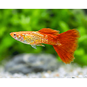 poecilia reticulata - guppy male cobra blond 3cm