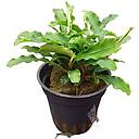 buchepalandra wavy green