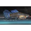 poecilia reticulata - guppy female double sword 3cm