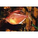 hyphressobrycon erythrostigma - bleeding heart tetra 4-4.5cm