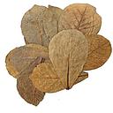 amandelbladeren/catappa leaves 10/15cm (bag 10pcs)