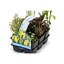 pondplants sixpack