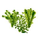 plant mix