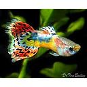 poecilia reticulata - guppy male multicolor 3-3.2cm
