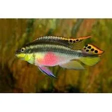 pelvicachromis pulcher 2.5-3cm