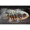 astronotus ocellatus 5cm