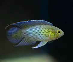 nannacara anomala 3cm