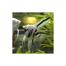 pterophyllum scalare panda 4-5cm (body)