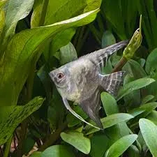 pterophyllum scalare smoke paraiba 3cm (body)