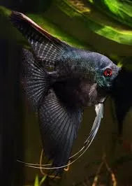 pterophyllum scalare black green avatar 3.5cm (body)