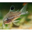 corydoras metae 2.6-2.8cm