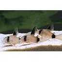 corydoras panda longfin 2.5-2.7cm