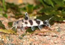 synodontis valentiana 2.5-2.8cm
