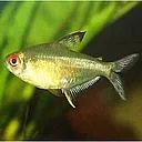 hyphressobrycon pulchripinnis 2.8-3cm