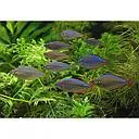 notropis chrosomus - rainbow shiner 4cm