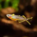 stelmatherina ladigesi 2.5cm