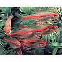hemigrammus erythrozonus - gracilis 2cm