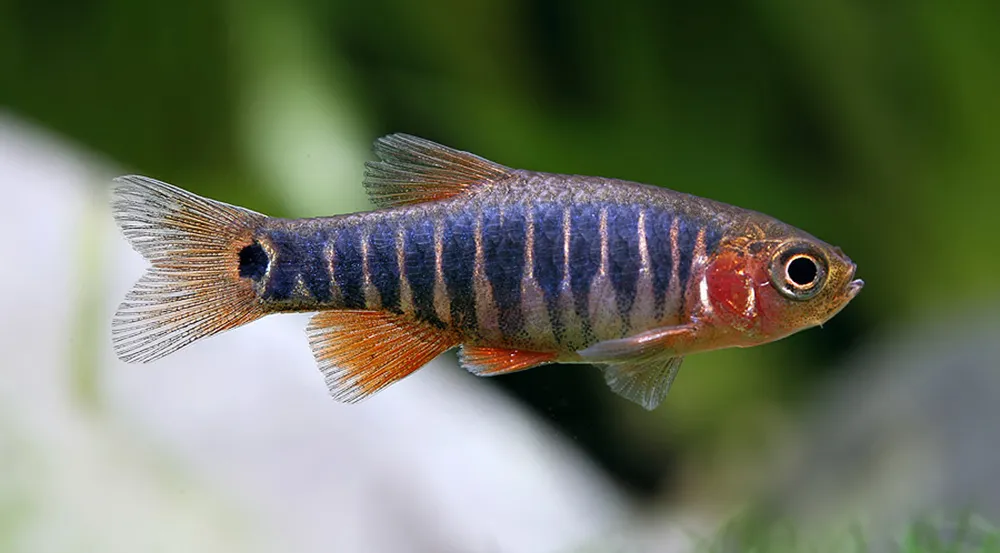 microrasbora erythromicron 2cm