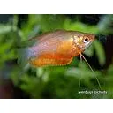 colisa labiosa sunset 4cm