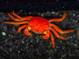 geosesarma - tomato vampire crab 1cm (body)