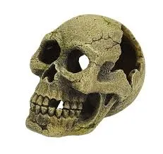 blue belle pacific skully 11x8x8cm