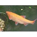 leuciscus idus - goudwinde/ide melanotte 25cm