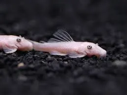 ancistrus snow white 3cm