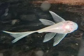 ancistrus snow white longfin 3cm