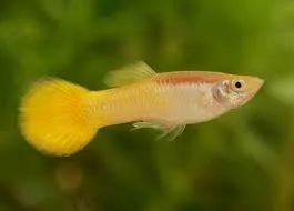 poecilia reticulata - guppy male yellow