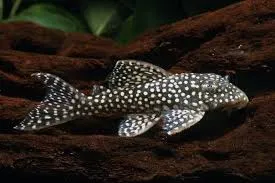 hypancistrus