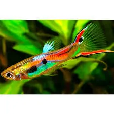 poecilia reticulata - guppy male and female endler mix 3cm