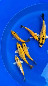 cyprinus carpio - banana koi 10-15cm