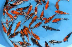 cyprinus carpio - Showa hi utsuri doitsu  28-30cm
