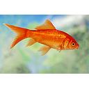 carassius auratus - goldfish red 4-6cm