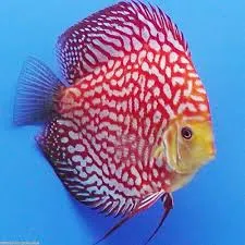 symphysodon - discus red pigeon 8-10cm (body)
