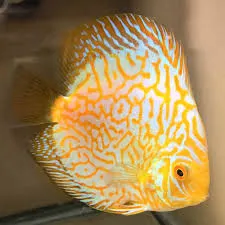symphysodon - discus yellow pigeon 6cm (body)