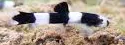 protomyzon pachychilus 3.5-4cm