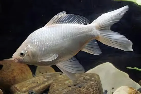 carassius auratus - goldfish white 7-10cm
