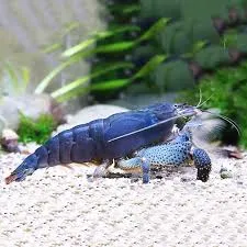 Atya gabonensis - blauwe waaierhandgarnaal 6-7cm