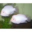 cichlasoma nigrofasciatus gold 3cm