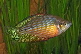 melanotaenia splendida inornata coomalie creator 4.5-5cm